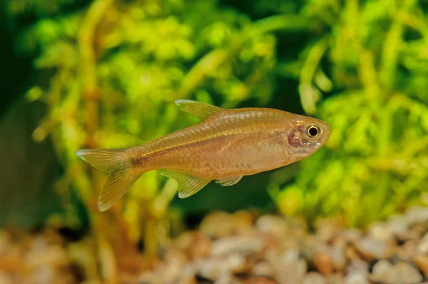 Kissing Gouramis Also Known Kissing Fish Kissers Helostoma Temminckii Medium — Stock Photo, Image