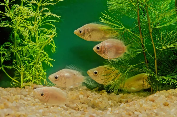 Csókos Gouramis Más Néven Csók Hal Vagy Csókolózók Helostoma Temminckii — Stock Fotó