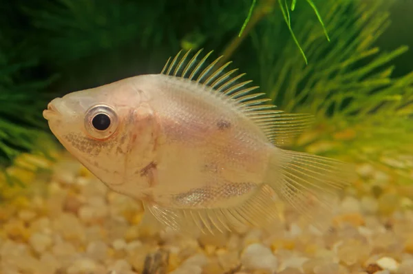 Kusgouramis Helostoma Temminckii Een Straalvinnige Vissensoort Uit Familie Van Eigenlijke — Stockfoto