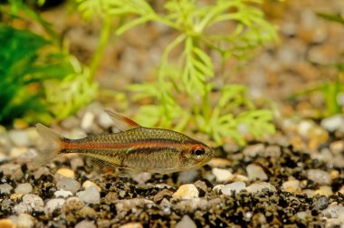 Alev tetra (Hyphessobrycon flammeus) veya kırmızı tetra (Rio tetra), Characidae familyasından bir tatlı su balığıdır..