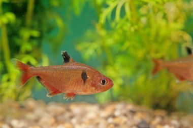 Serpae tetra (Hyphessobrycon eques), mücevher tetra veya callistus tetra olarak da bilinir.