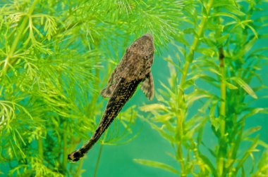 Hipoptomus plecostomus (ayrıca 
