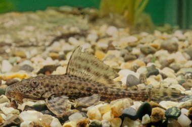 Hipoptomus plecostomus (ayrıca 