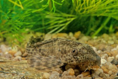 Hipoptomus plecostomus (ayrıca 