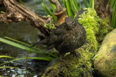 Karatavuk (Türkçe: 