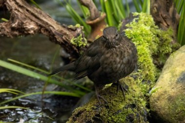 Karatavuk (Türkçe: 