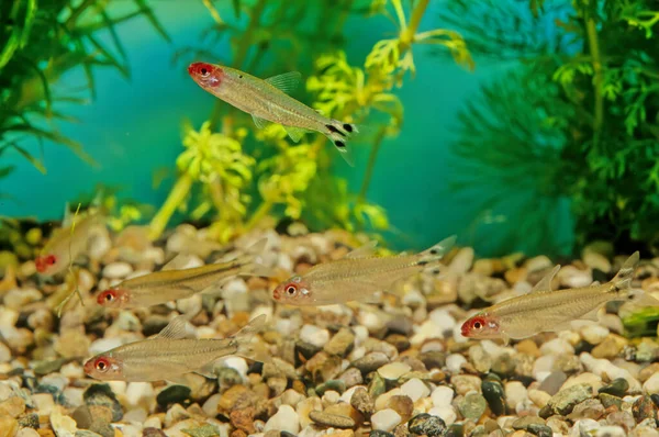 Hemigrammus Bleheri Egy Faj Characin Található Amazonas Medencében Brazíliában Peruban — Stock Fotó