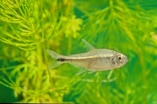 Hemigrammus Ist Eine Süßwasserfischgattung Aus Der Familie Der Südamerika Beheimateten — Stockfoto