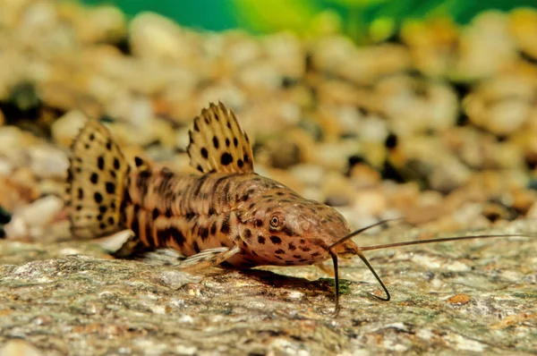 Megalechis Thoracata Black Marble Hoplo Species Catfish Family Callichthyidae — Stock Photo, Image