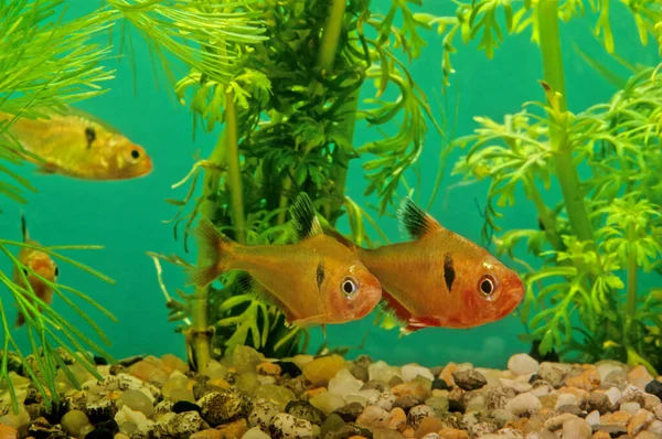 Serpae tetra (Hyphessobrycon eques), mücevher tetra veya callistus tetra olarak da bilinir.
