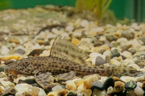 Hypostomus Plecostomus Auch Bekannt Als Saumwelse Oder Gemeiner Pleco Ist — Stockfoto