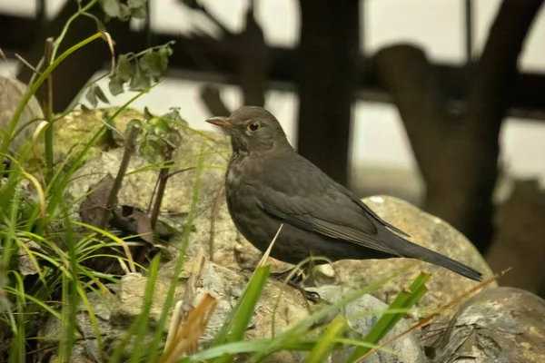 Quiscale Commun Turdus Merula Est Une Espèce Grive Appelle Aussi — Photo