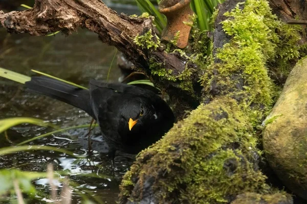 Quiscale Commun Turdus Merula Est Une Espèce Grive Appelle Aussi — Photo