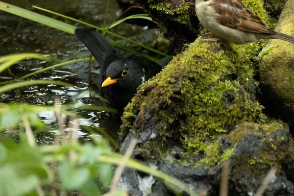 Quiscale Commun Turdus Merula Est Une Espèce Grive Appelle Aussi — Photo