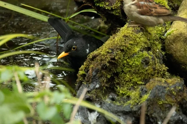 Quiscale Commun Turdus Merula Est Une Espèce Grive Appelle Aussi — Photo