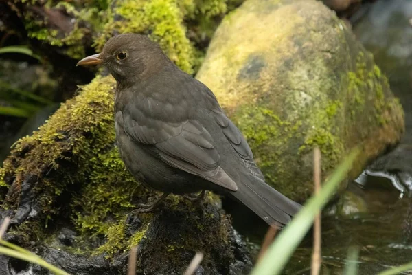 Quiscale Commun Turdus Merula Est Une Espèce Grive Appelle Aussi — Photo