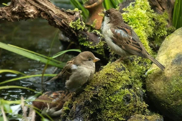 Moineau Domestique Passer Domesticus Est Oiseau Famille Des Passeridae — Photo