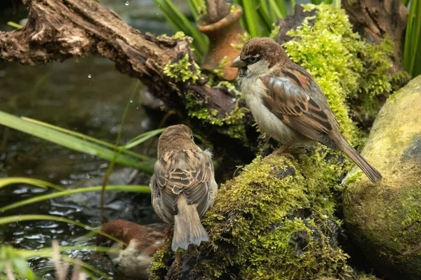 House Sparrow Passer Domesticus Bird Sparrow Family Passeridae Found Most — Stock Photo, Image