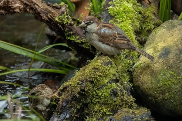 House Sparrow Passer Domesticus Bird Sparrow Family Passeridae Found Most — Stock Photo, Image