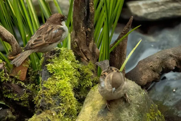 House Sparrow Passer Domesticus Bird Sparrow Family Passeridae Found Most — Stock Photo, Image