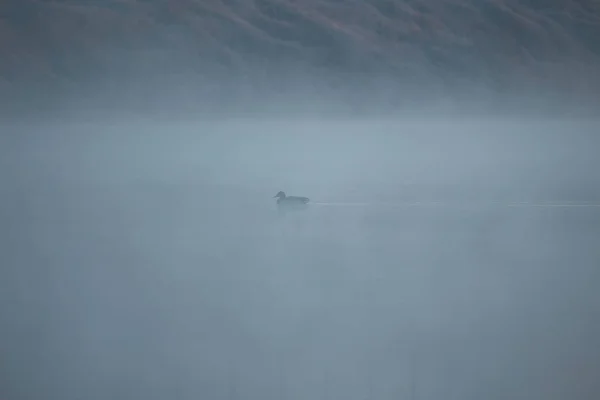 Природный Парк Озером Ранним Утром Туманной Атмосферой — стоковое фото
