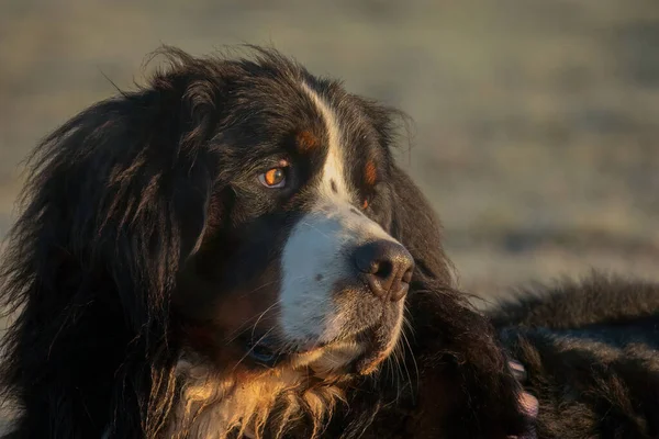 Perro Montaña Bernés Alemán Berner Sennenhund Una Raza Perros Gigantes —  Fotos de Stock