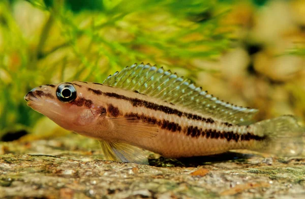 Altın Julie Julidochromis Ornatus Çikligiller Tanganyika Familyasından Bir Kuş Türü — Stok fotoğraf