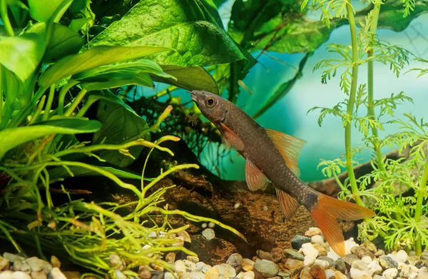 Rainbow Shark Epalzeorhynchos Frenatum Species Southeast Asian Freshwater Fish Family — Stock Photo, Image