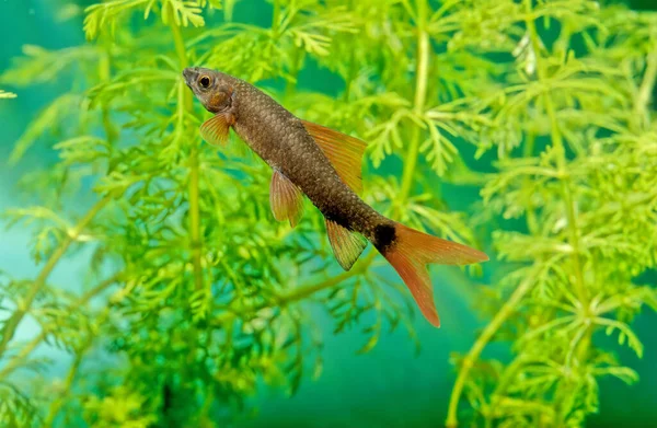 Rainbow Shark Epalzeorhynchos Frenatum Species Southeast Asian Freshwater Fish Family — Stock Photo, Image