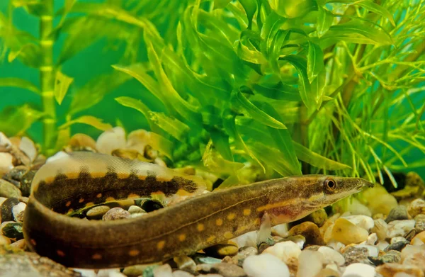Ateş yılan balığı (Mastacembelus erythrotaenia), yılanbalığının nispeten büyük bir türüdür..