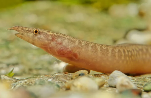 Zig Zag Eel Mastacembelus Armatus Also Known Tire Track Eel — Stock Photo, Image