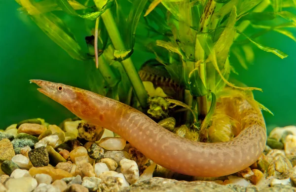 Zig Zag Eel Mastacembelus Armatus Also Known Tire Track Eel — Stock Photo, Image