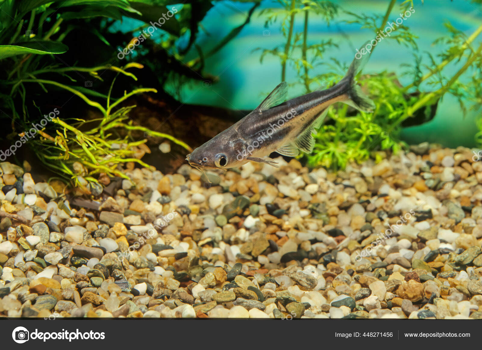 Poisson Chat Requin Irise Images Libres De Droit Photos De Poisson Chat Requin Irise Depositphotos Poisson Chat Requin Irise Images Libres De Droit Photos De Poisson Chat Requin Irise Depositphotos