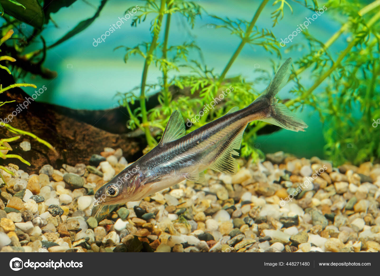 Poisson Chat Requin Irise Images Libres De Droit Photos De Poisson Chat Requin Irise Depositphotos Poisson Chat Requin Irise Images Libres De Droit Photos De Poisson Chat Requin Irise Depositphotos