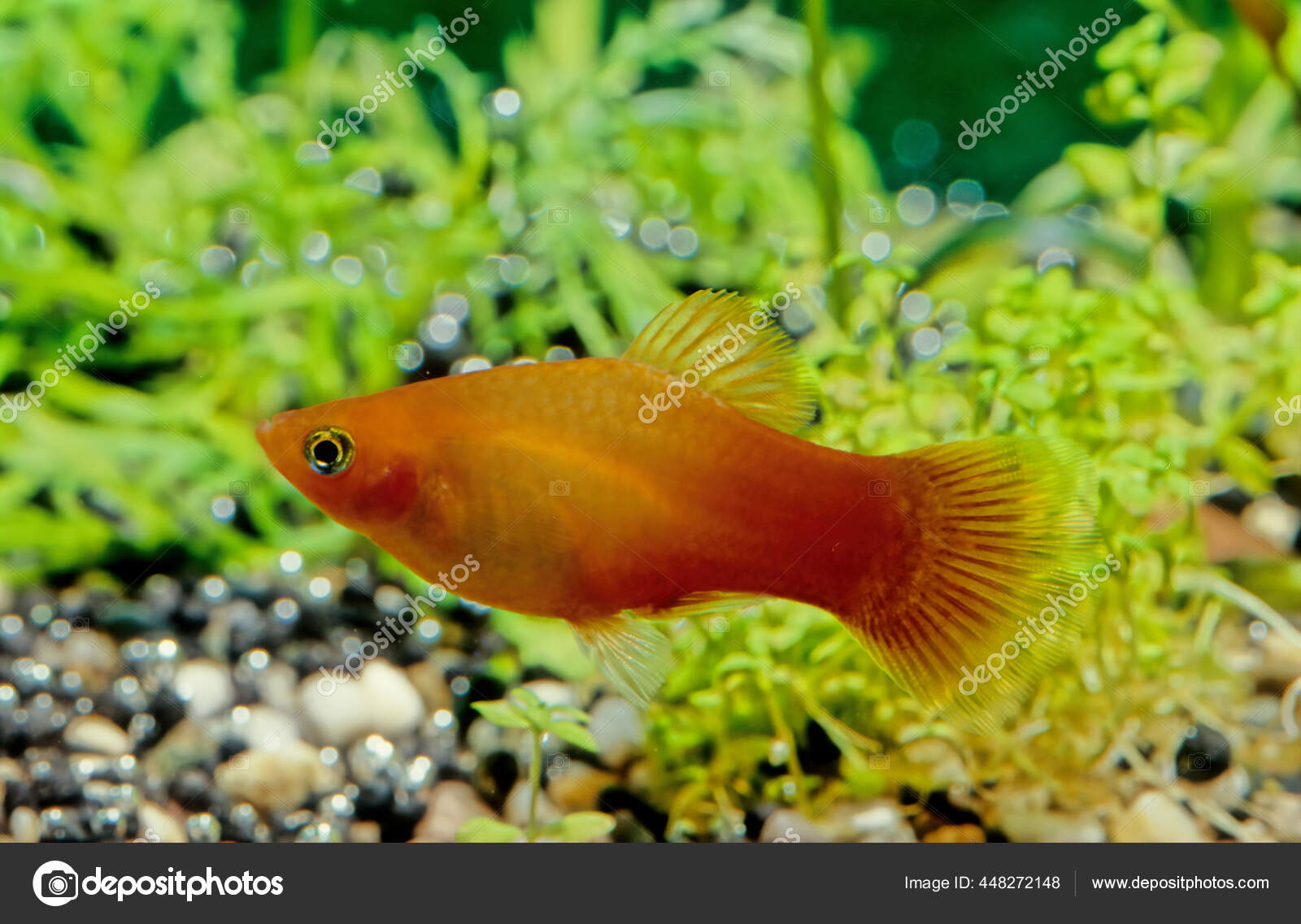 Variable Platyfish Xiphophorus Variatus Also Known Variatus Platy  Variegated Platy — Stock Photo © Miropa #448272148