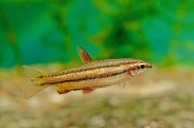 Genellikle üç çizgili ya da üç çizgili kalem balığı olarak bilinir, Lebiasinidae familyasına ait bir tatlı su balık türüdür..