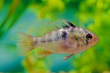 The blue ram, Mikrogeophagus ramirezi, is a species of freshwater fish endemic to the Orinoco River basin, in the savannahs of Venezuela and Colombia in South America clipart