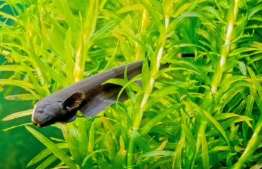 The black ghost knifefish (Apteronotus albifrons) is a tropical fish belonging to the ghost knifefish family (Apteronotidae). clipart