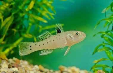 Stigmatogobius sadanundio, Hindistan 'dan Endonezya' ya kadar Güney Asya 'da yaşayan bir Goby türüdür..