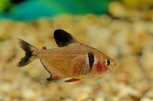Siyah hayalet tetra (Hyphessobrycon megalopterus) veya kısaca hayalet tetra, Characiformes familyasından bir tatlı su balığıdır..