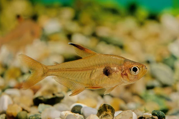 萤火虫 Hyphessobrycon Flammeus 也被称为红萤火虫 Red Tetra 或红萤火虫 Rio Tetra 是萤火虫科的一种小型淡水鱼 — 图库照片