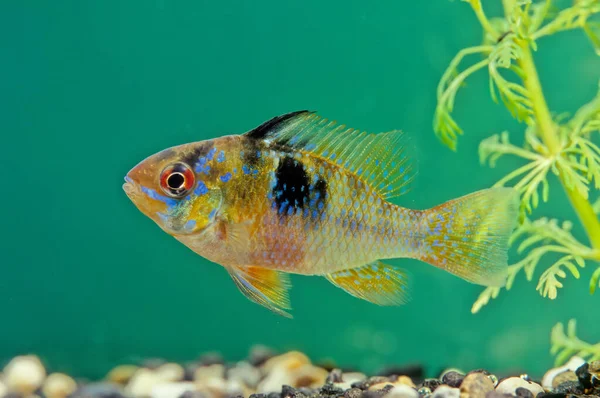 Mikrogeophagus Ramirezi Una Especie Peces Agua Dulce Endémica Cuenca Del — Foto de Stock