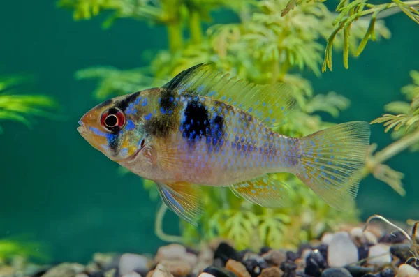 Modrý Beran Mikrogeophagus Ramirezi Druh Sladkovodních Ryb Endemických Pro Povodí — Stock fotografie
