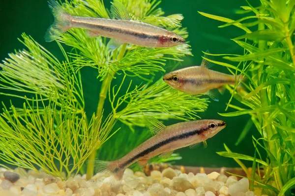 Pencil Fishes Family Lebiasinidae Freshwater Fishes Found Costa Rica Panama — Stock Photo, Image