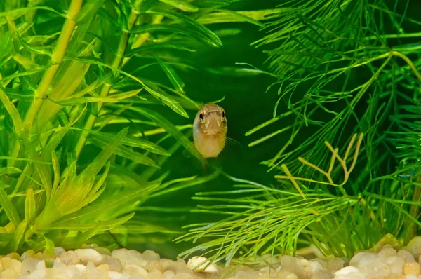 Pencil Fishes Family Lebiasinidae Freshwater Fishes Found Costa Rica Panama — Stock Photo, Image