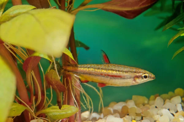 Commonly Known Three Lined Three Stripe Pencilfish Freshwater Species Fish — Stock Photo, Image