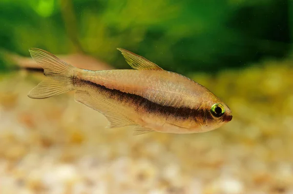 Nematobrycon Palmeri Commonly Known Emperor Tetra Species Characid Fish Found — Stock Photo, Image