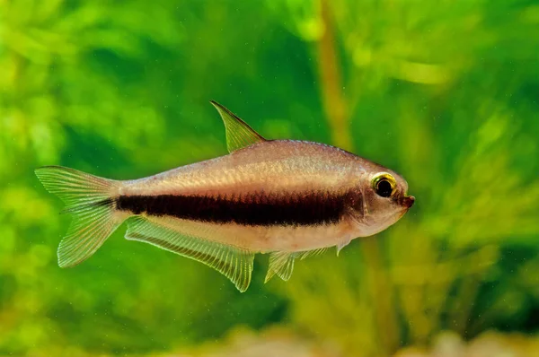 Nematobrycon Palmeri Comúnmente Conocido Como Emperador Tetra Una Especie Pez —  Fotos de Stock