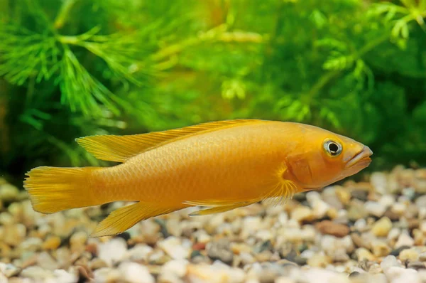 Neolamprologus Leleupi Lemon Cichlid Species Cichlid Endemic Lake Tanganyika Occurs — Stock Photo, Image