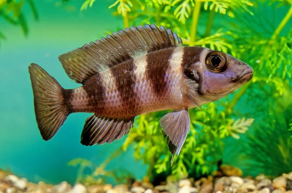 Neolamprologus Tretocephalus Art Cichlid Endemisk Till Sjön Tanganyika Där Den — Stockfoto